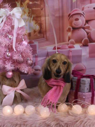 20241224ラテくん